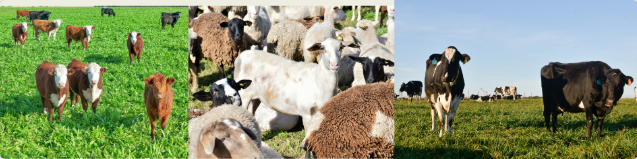 CURSO ÉTICA EN EL MANEJO Y EN LA EXPERIMENTACIÓN DE BOVINOS Y OVINOS DE PRODUCCIÓN